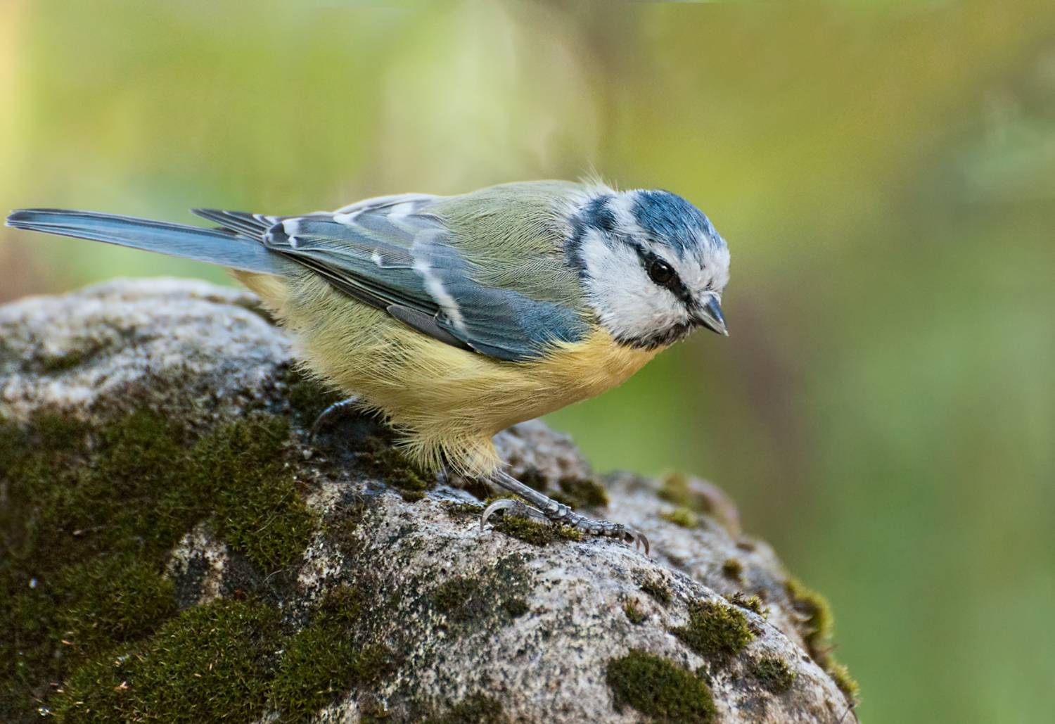 , Олег Тыркин