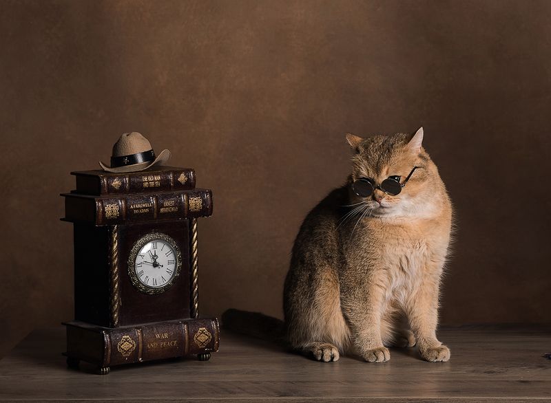 Кот Rufus фото превью