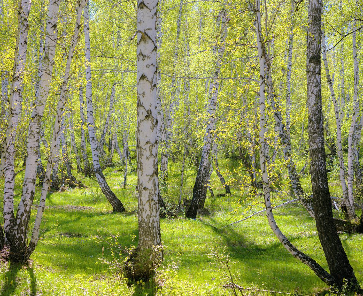, Шустиков Дмитрий