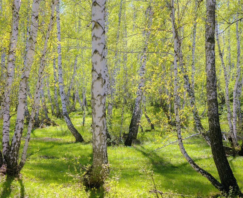 весна фото превью