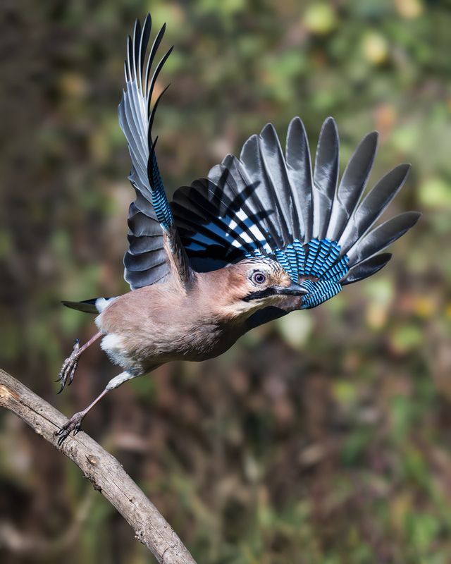 Обыкновенная сойка (Garrulus glandarius)  фото превью