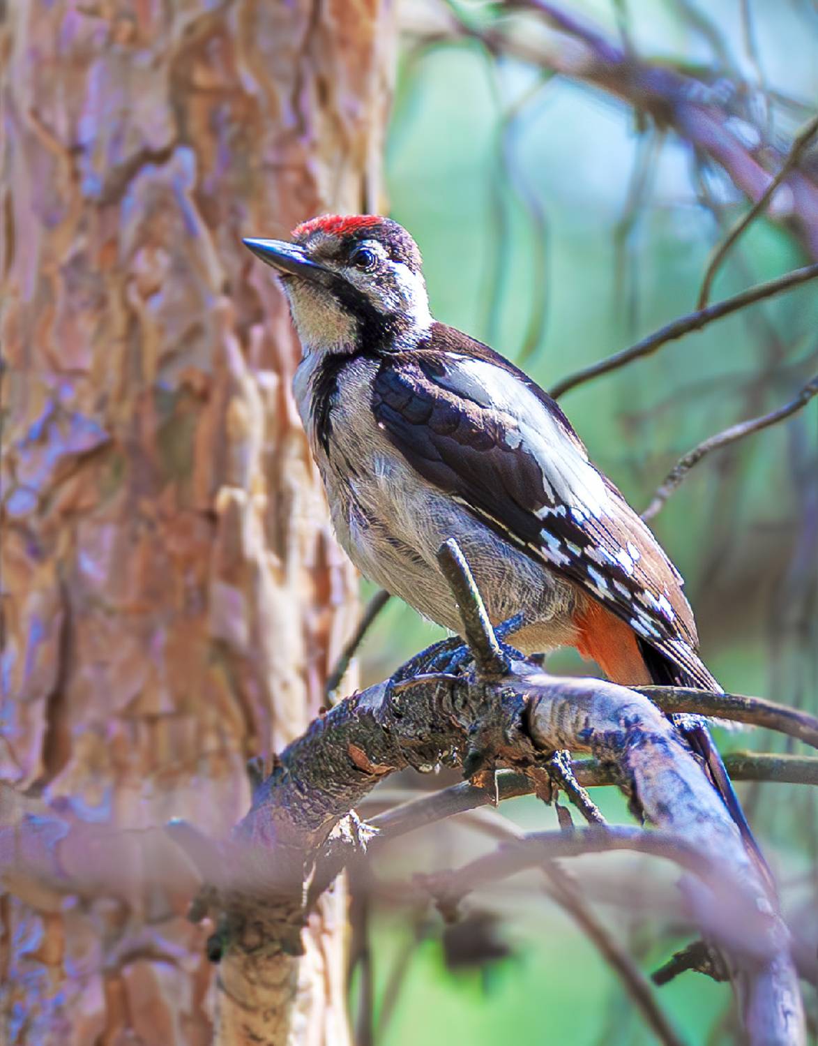 животные, птицы, дятел, пестрый, Борис Новиков