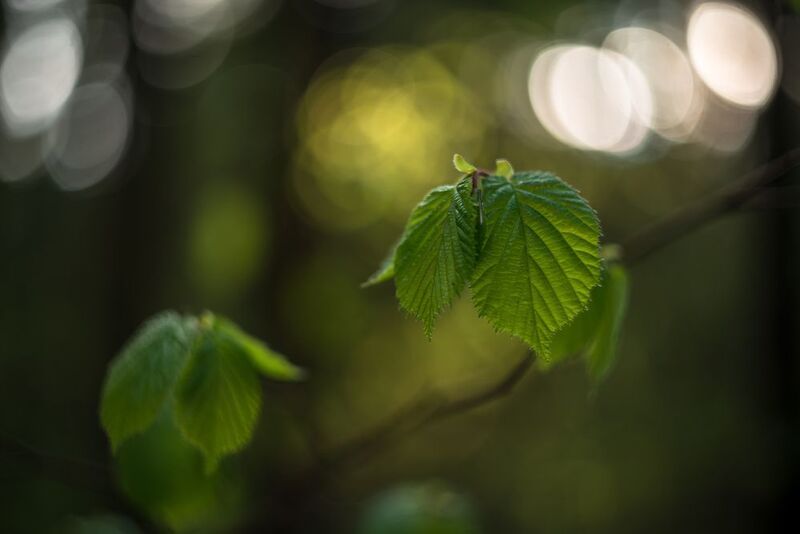 орешник, зелёный, май, весна, лес Весенние изумруды фото превью