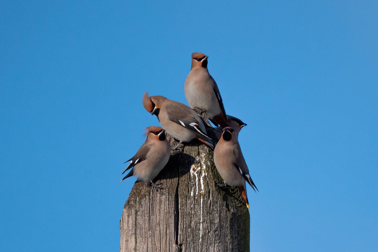 , Полина Шальнева