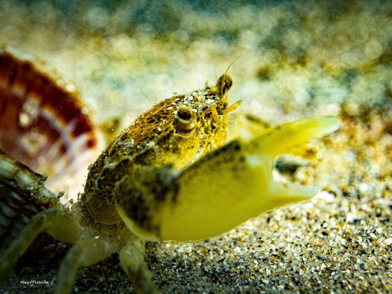 Звездочет фото превью