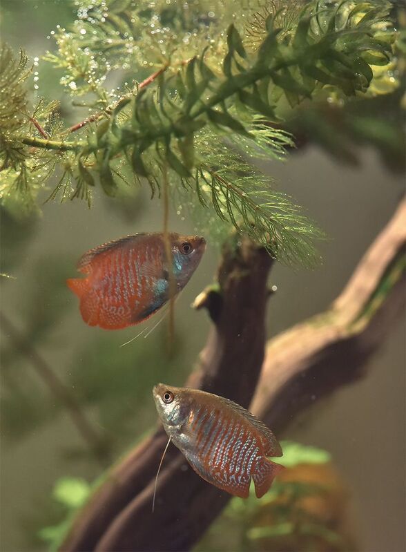 Лялиусы фото превью