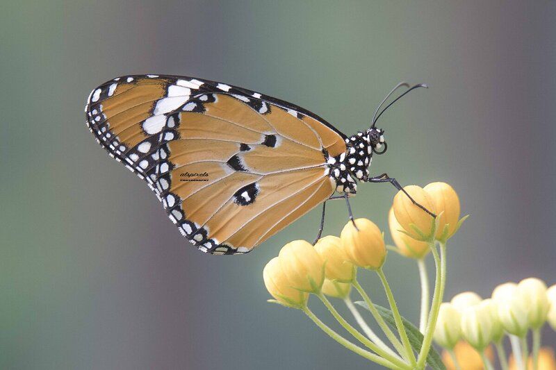 Butterfly фото превью