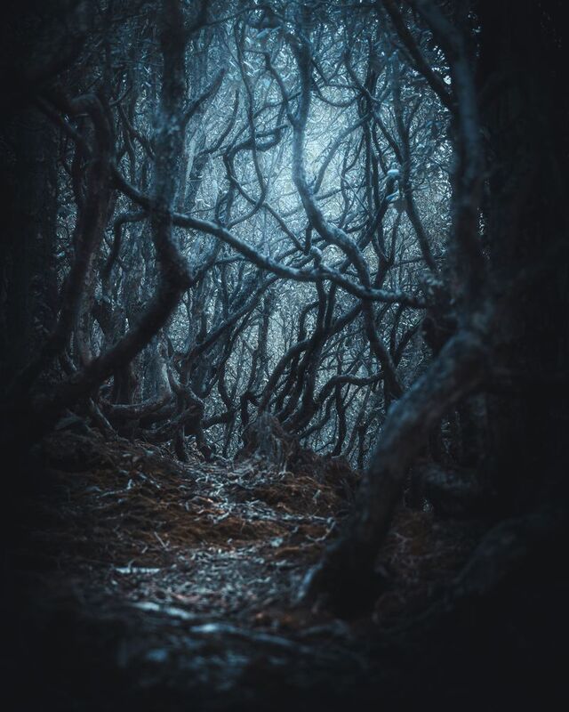 непал, эверест, лес, рододендрон Рододендроновый лес фото превью