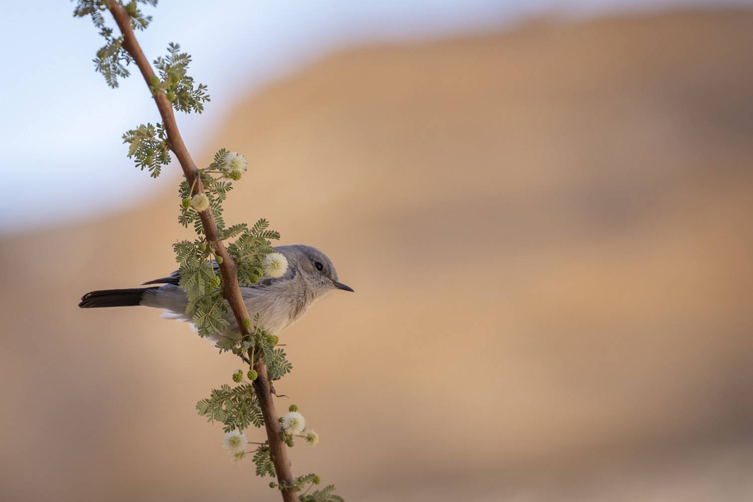 birds, animals, closeup, naeture, Nikolay Tatarchuk