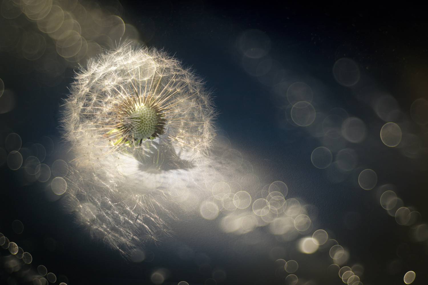 , Копцев Игорь