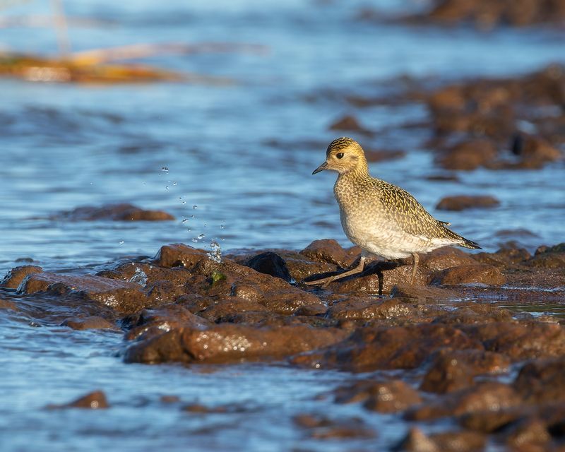 птички, фотоохота, золотистая ржанка Золотистая ржанка фото превью