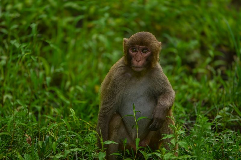 Look фото превью