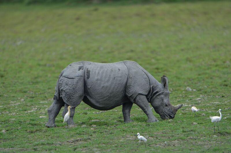 Rhino фото превью