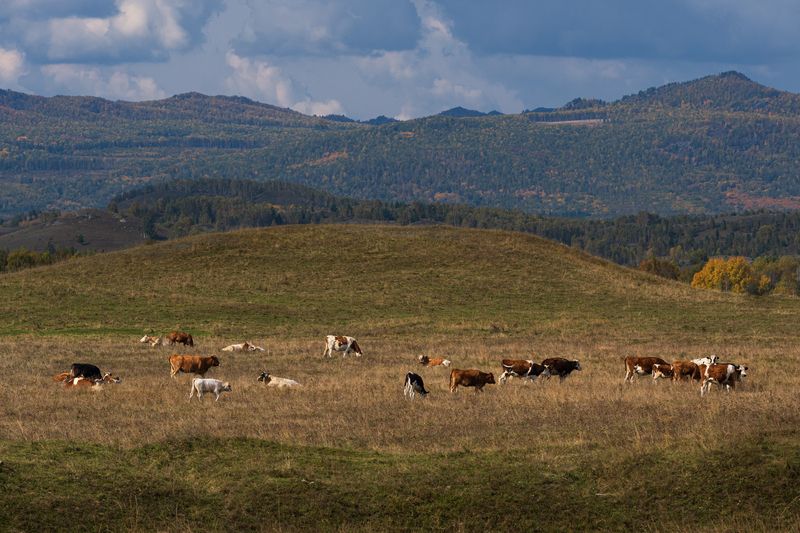 пейзаж, горы, башкирия, урал, россия, животные Горная симфония Башкирии фото превью