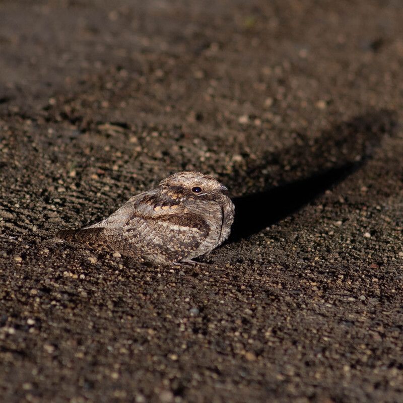 Козодой - мастер маскировки фото превью