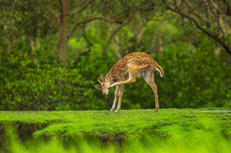 Spotted Deer фото превью