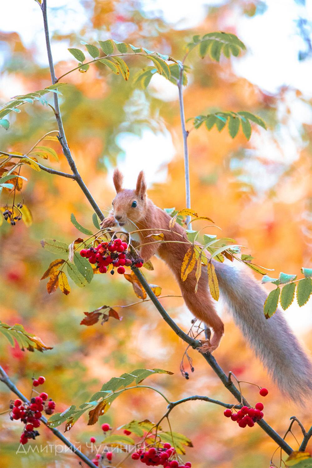 , Чудинин Дмитрий
