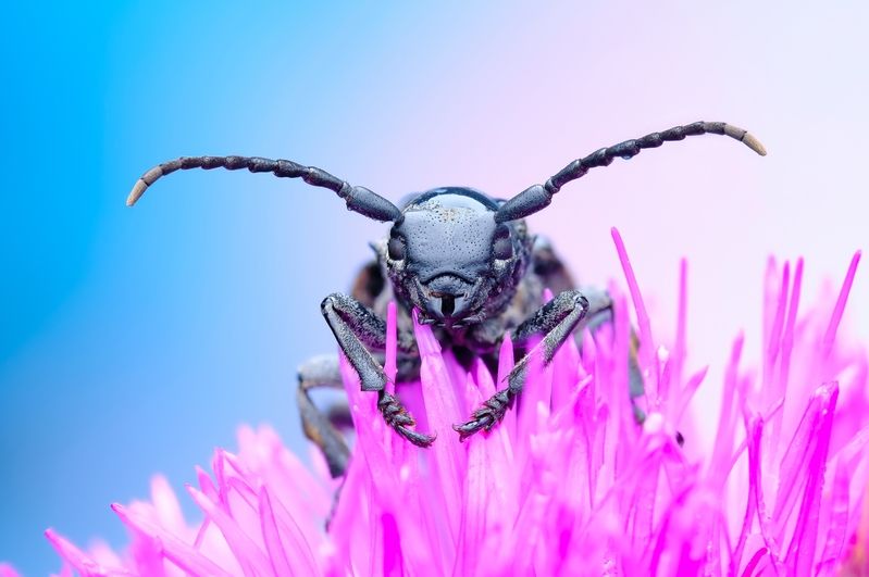 Усач фото превью