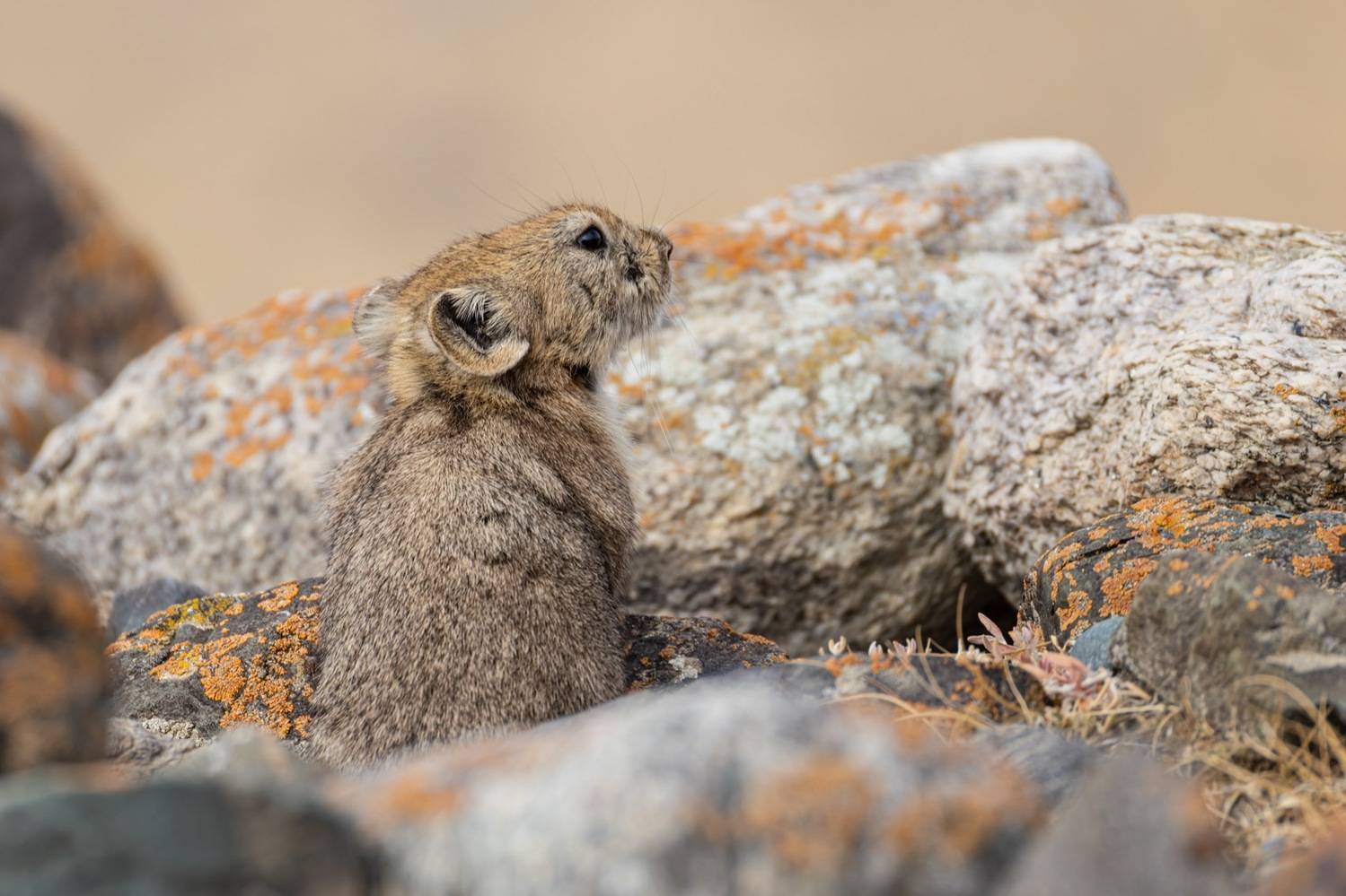 пищуха, алтай, сеноставка, Ruslan Pl