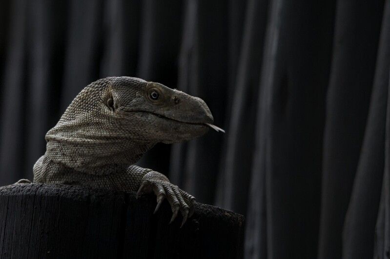 африка, рептилии, портрет Взгляд фото превью