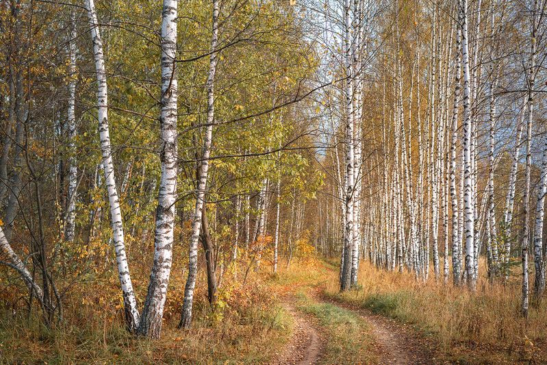 Берёзовая роща фото превью