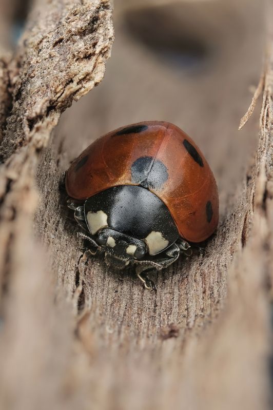 Коровка фото превью