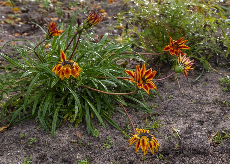 цветы, газания, дождь, холод, Последний танец фото превью