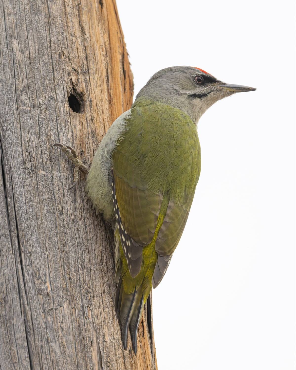 дятел, седой дятел, птицы, алтай, Ruslan Pl