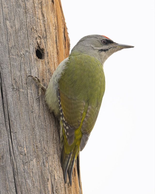 дятел, седой дятел, птицы, алтай Седой дятел фото превью
