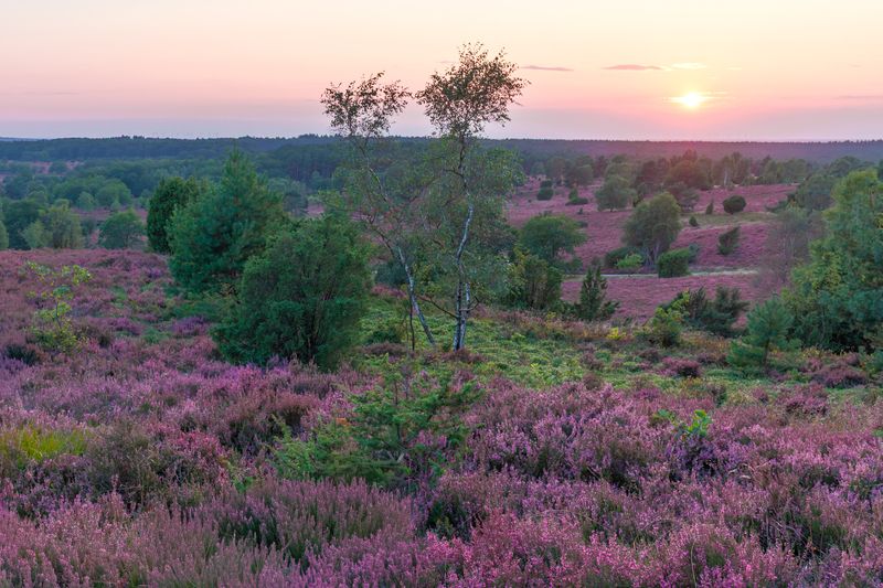 Lüneburg Heath, Germany фото превью