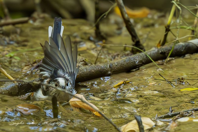 birds Nature | Wildlife Photography | Adventure фото превью