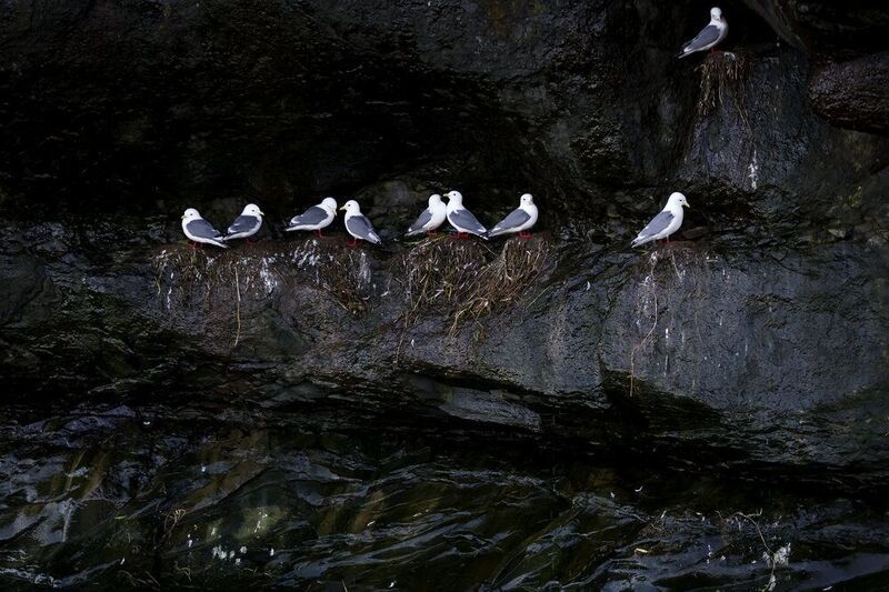 моевки, говорушки, чайки, птицы, вода, командоры Мокрая жизнь фото превью