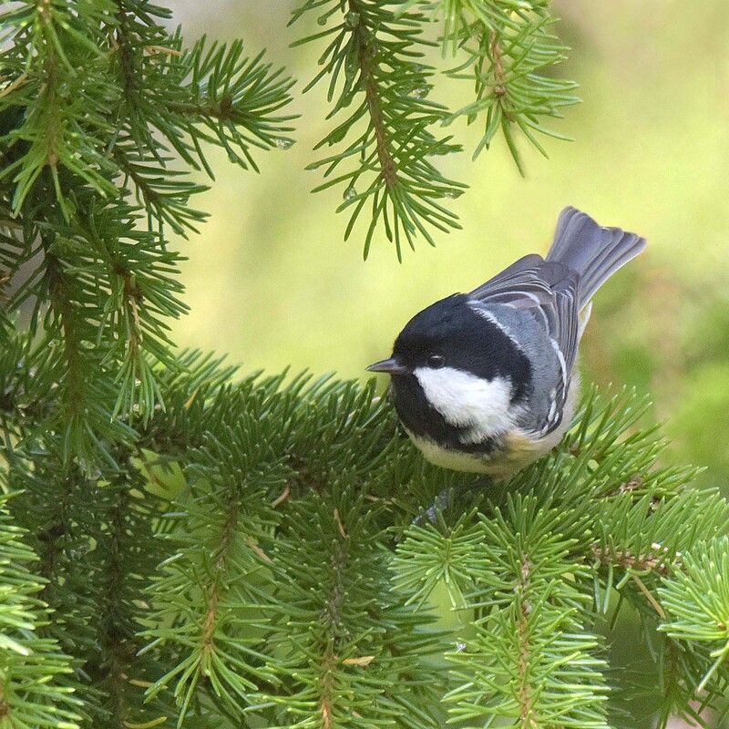 Московка фото превью
