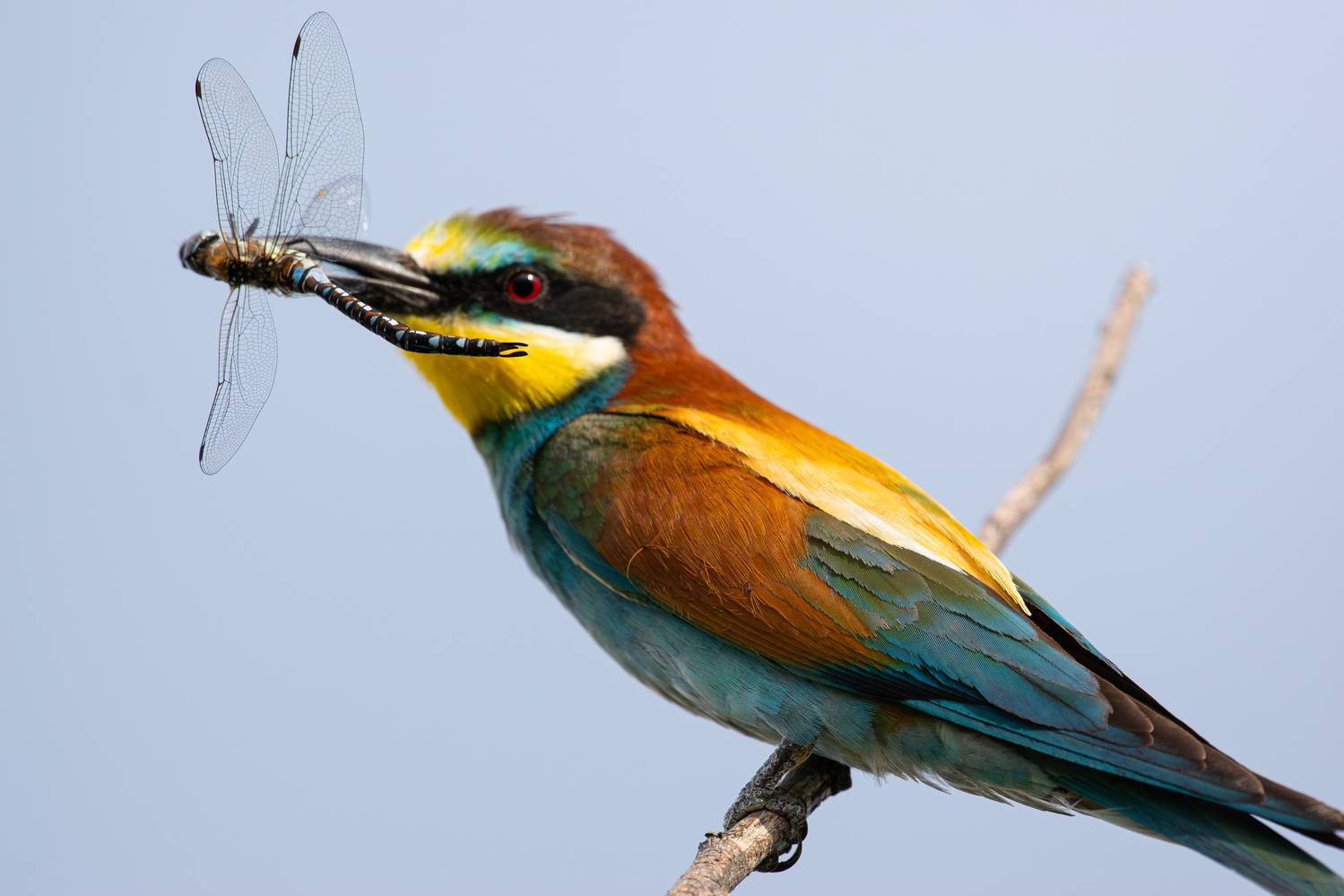 , Алексей Савельев