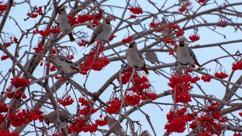 птицы, осень, свиристели Свиристели прилетели фото превью