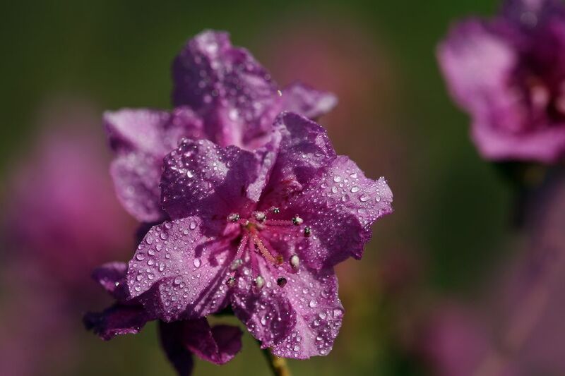 рододендрон фото превью