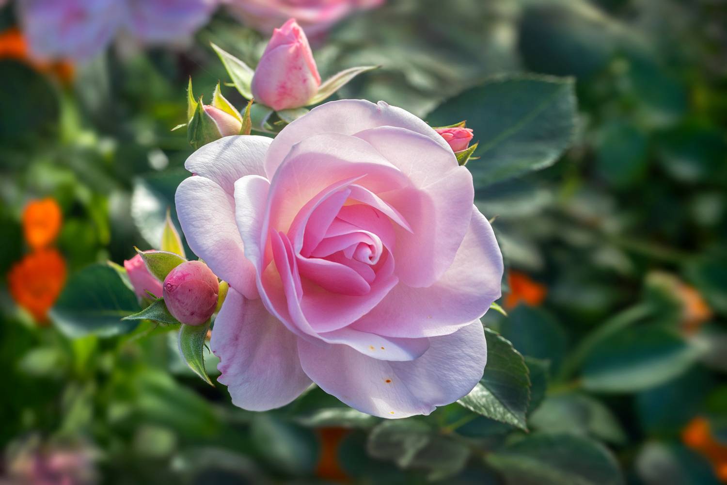 , Ушаков Валерий