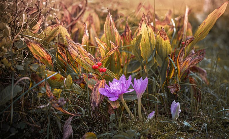 осень осенние крокусы безвременники Смоленская обл. Цветы осени... фото превью