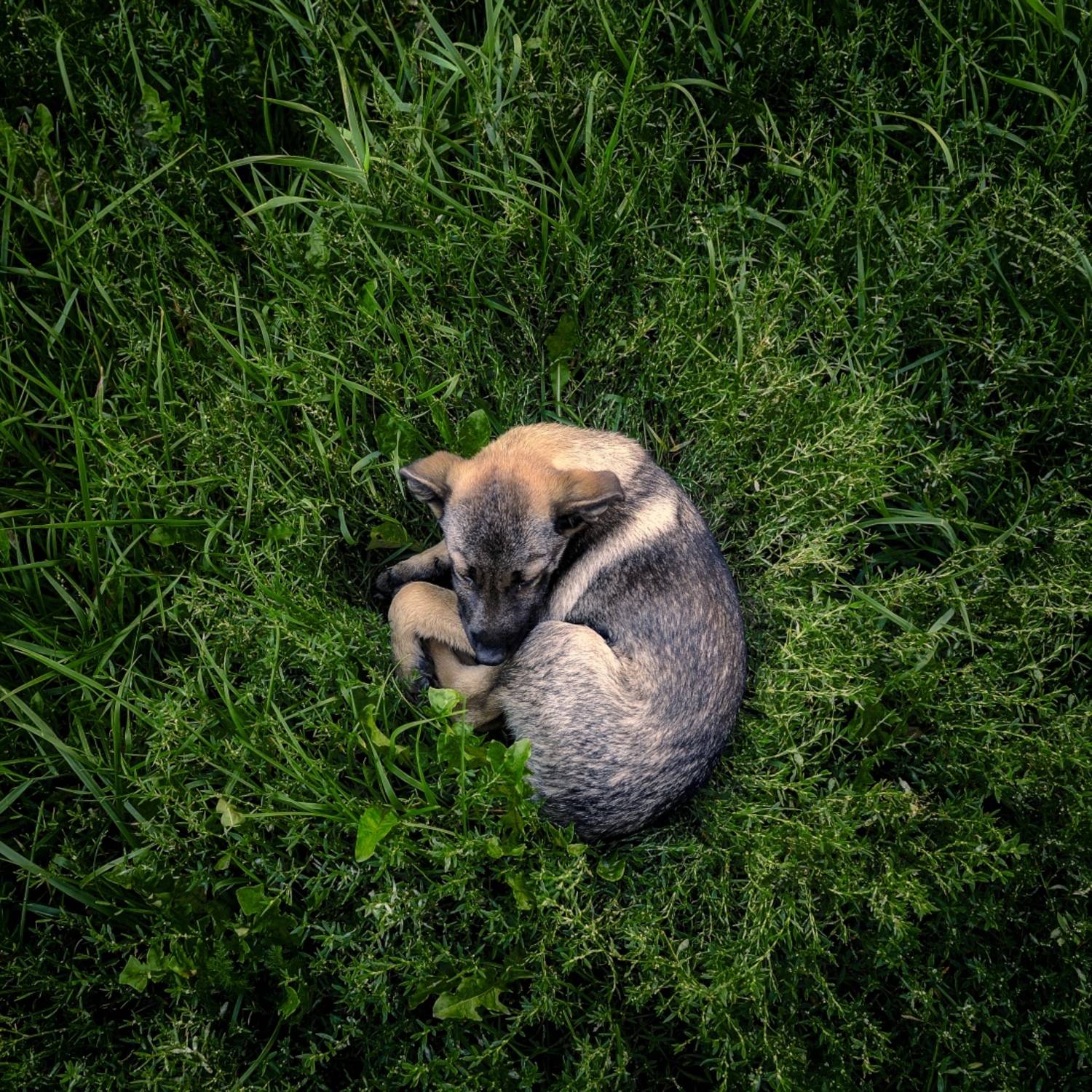 , Николай Никитин