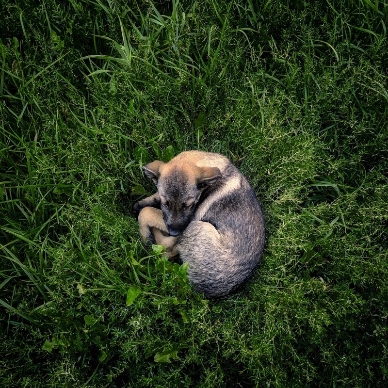 *** фото превью