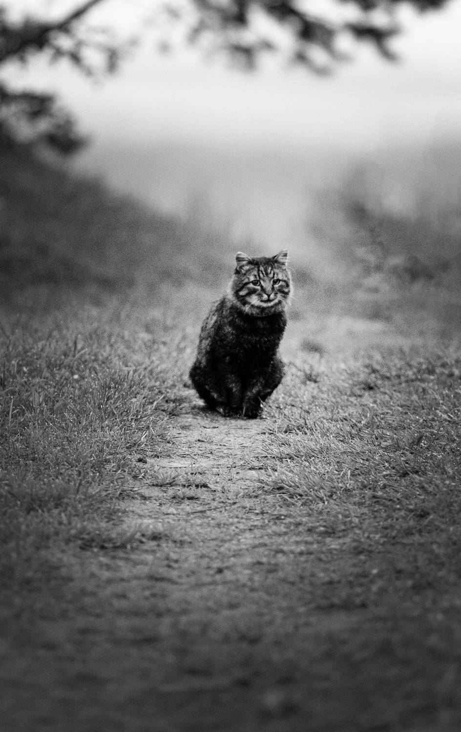 кошка, Колтакова Наталия