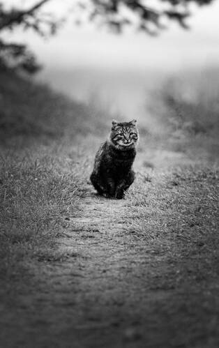 Мона Лиза Котендра