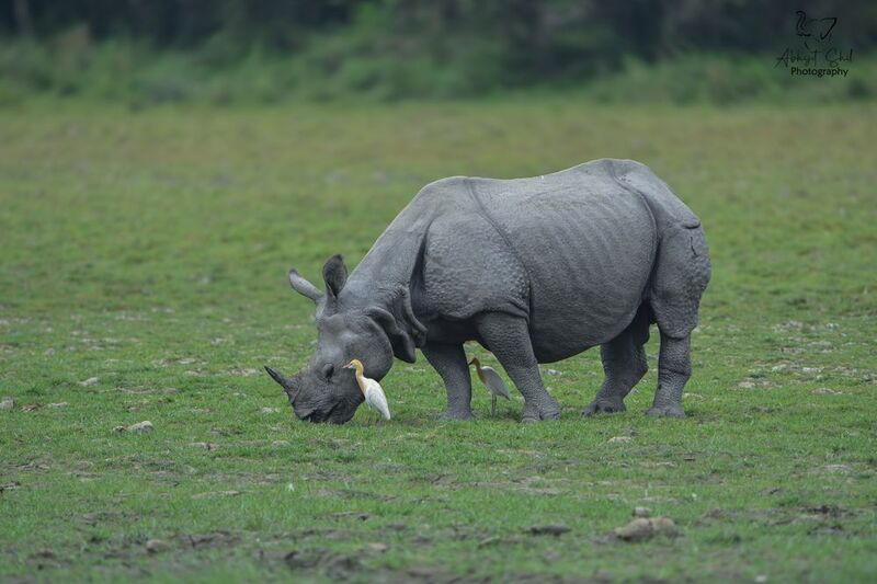 Rhino фото превью