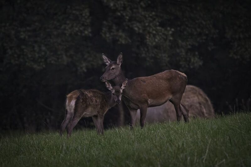 V podvečer фото превью