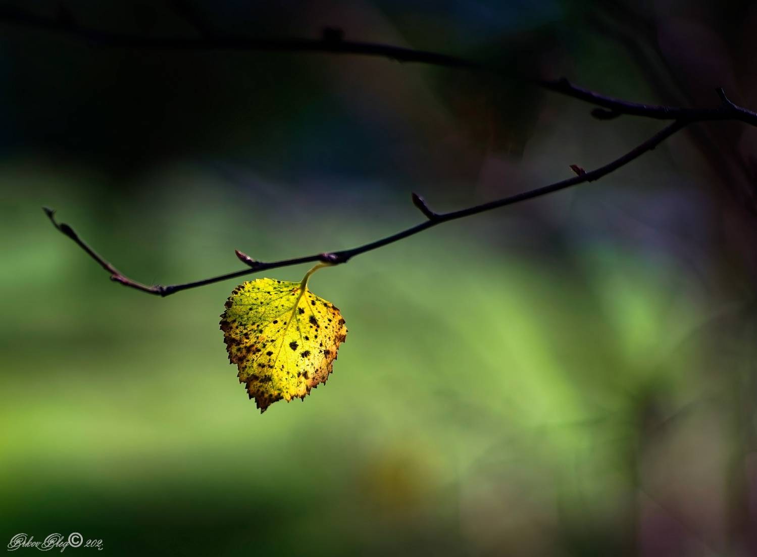 , Орлов Олег