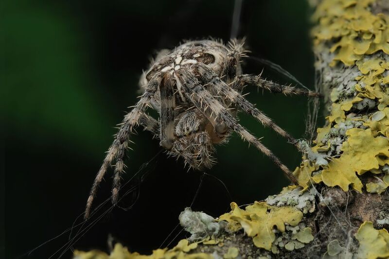 Крестовик фото превью