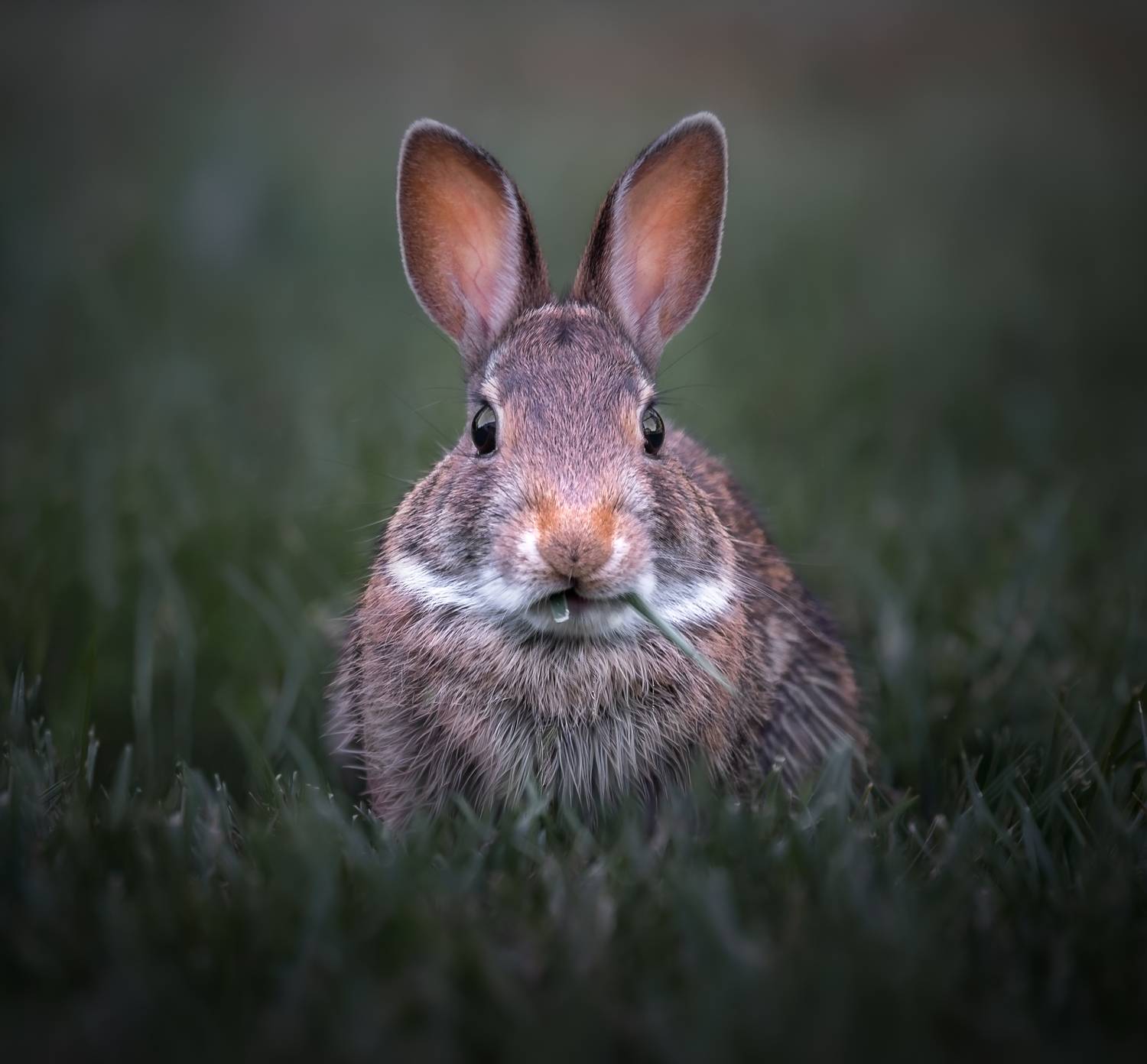 rabbit, bunny, animal, wild, nature, Atul Saluja