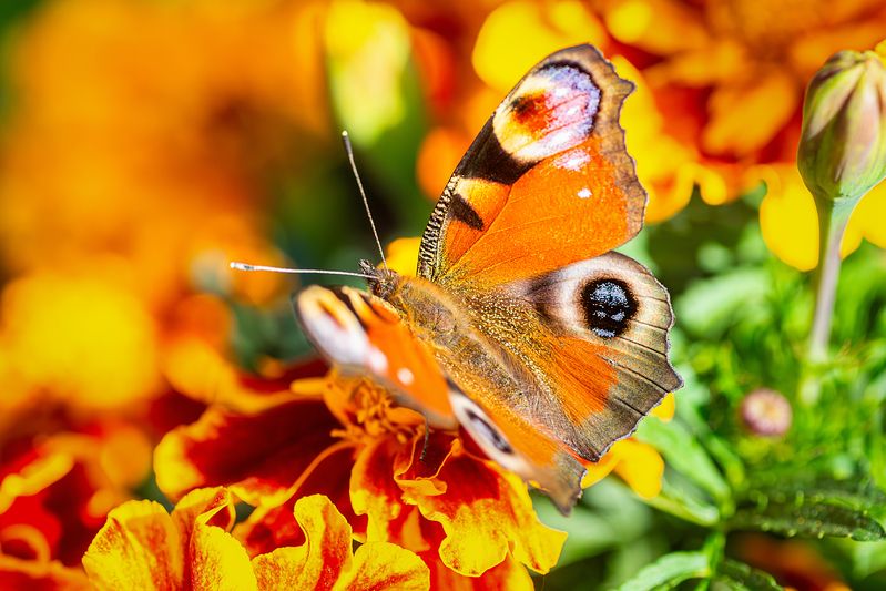 Бабочка фото превью