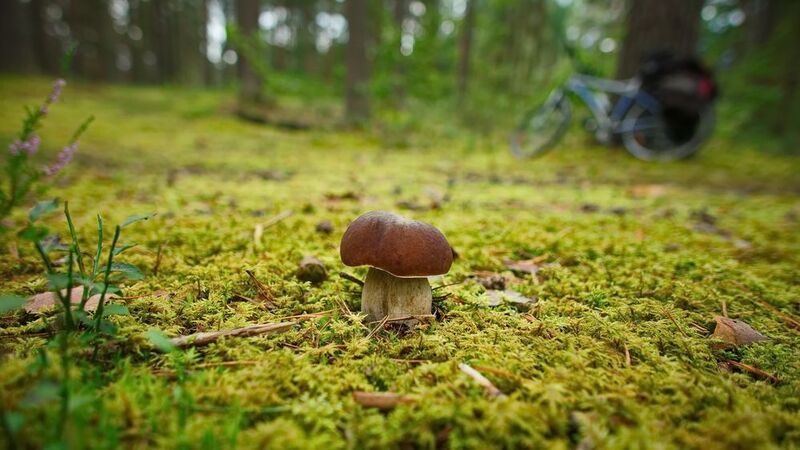 Тихая велоохота фото превью