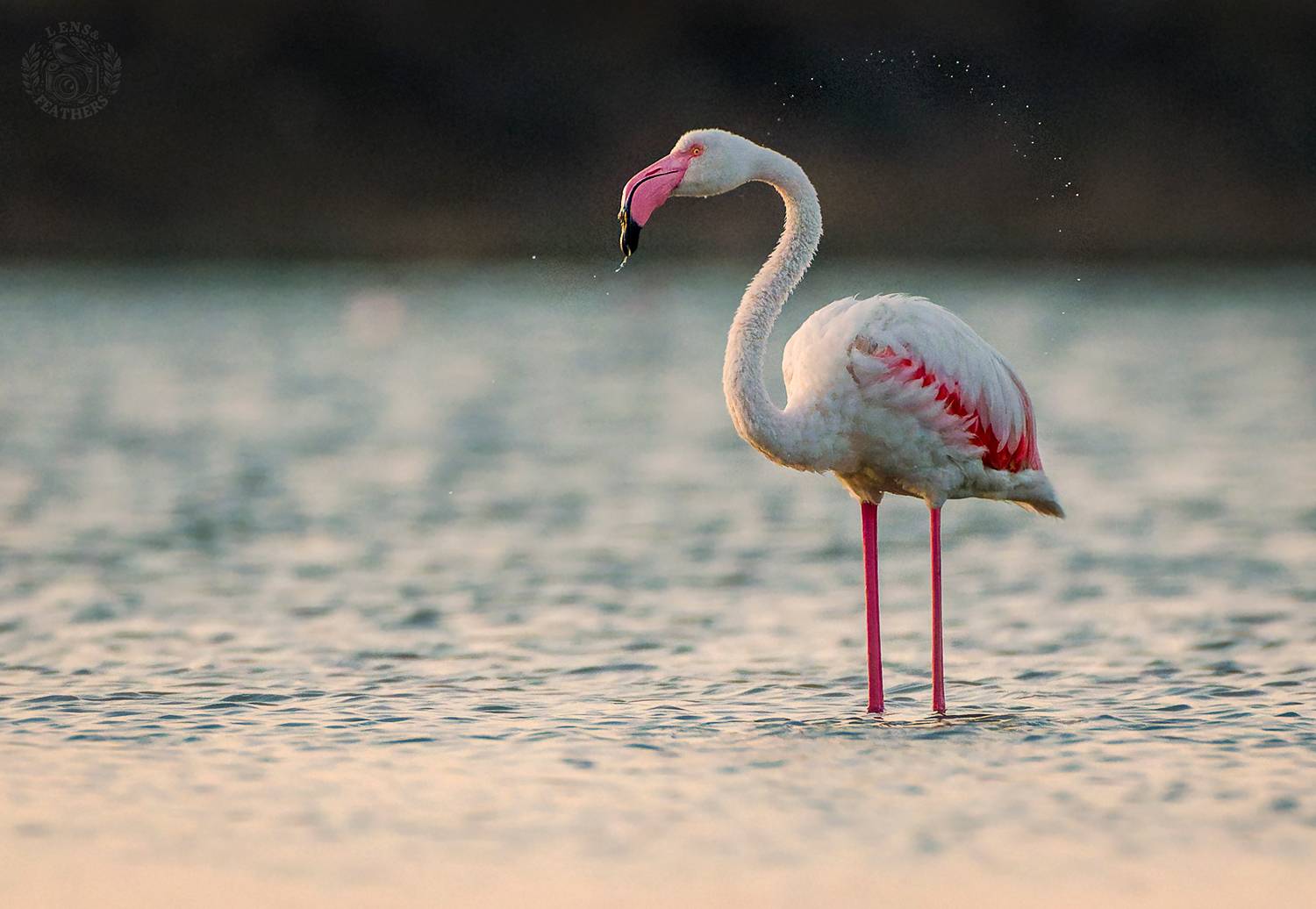 , Евгени Стефанов